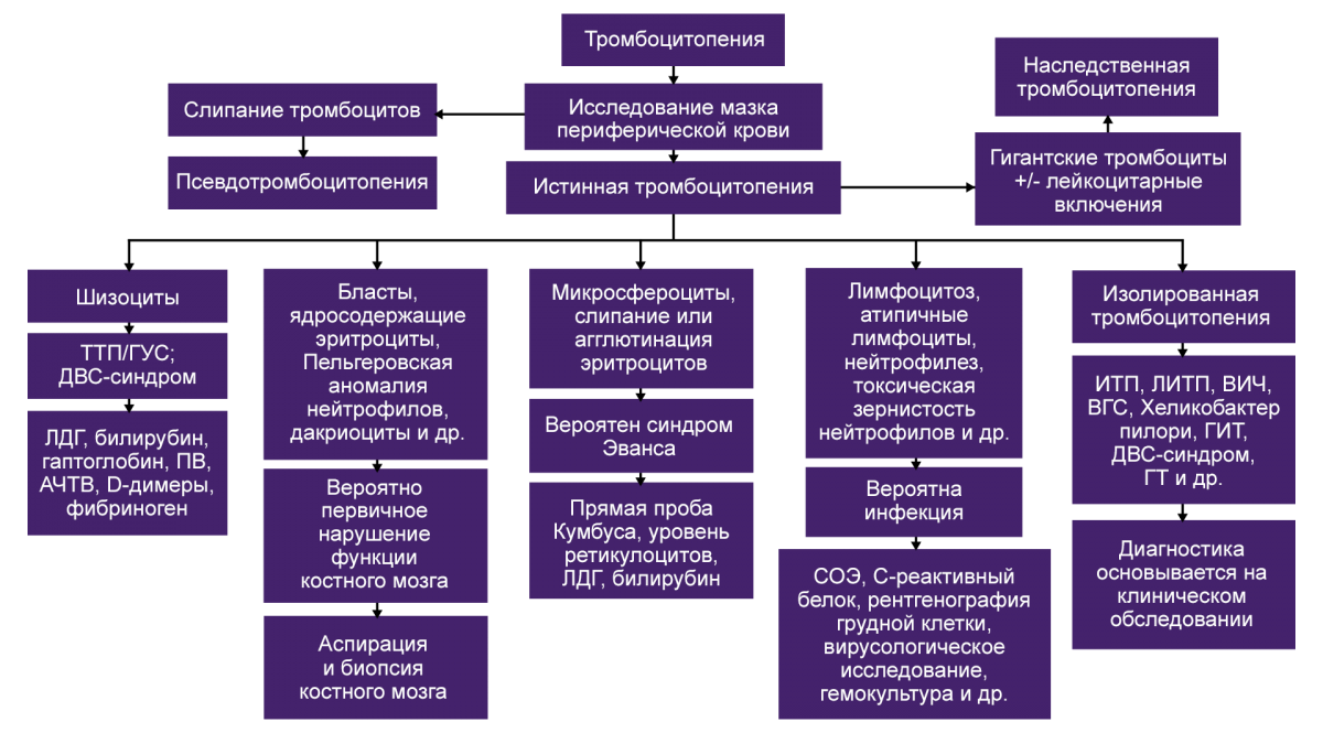 Алгоритм диагностики тромбоцитопении, основанный на исследовании мазка периферической крови Алгоритм диагностики тромбоцитопении, основанный на исследовании мазка периферической крови