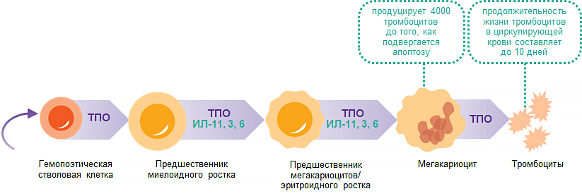 Продукция тромбоцитов Продукция тромбоцитов