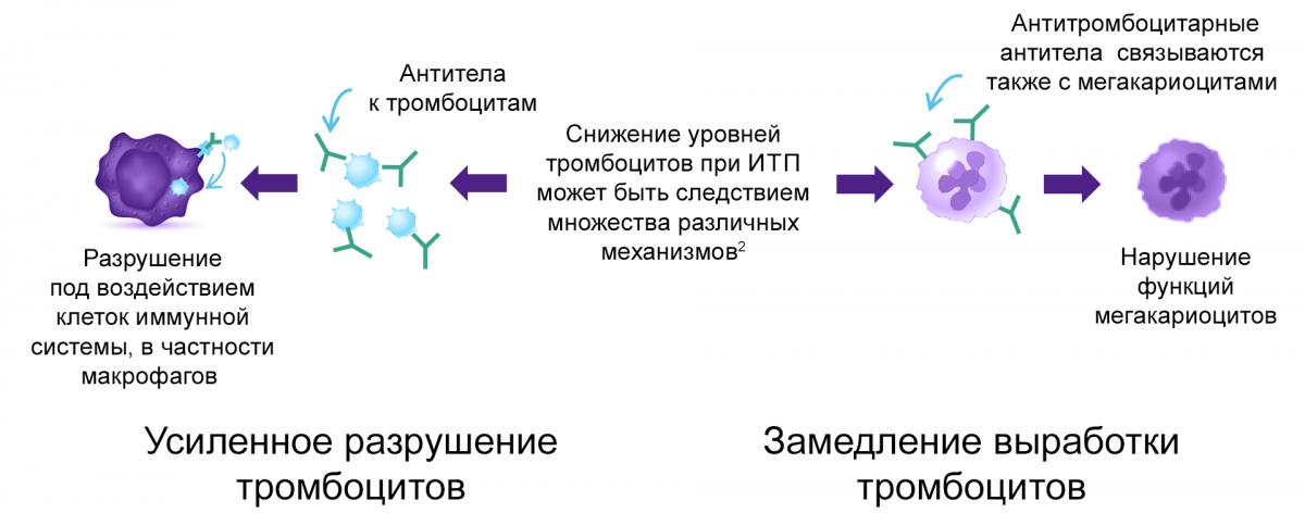 Усиленное разрушение тромбоцитов Усиленное разрушение тромбоцитов