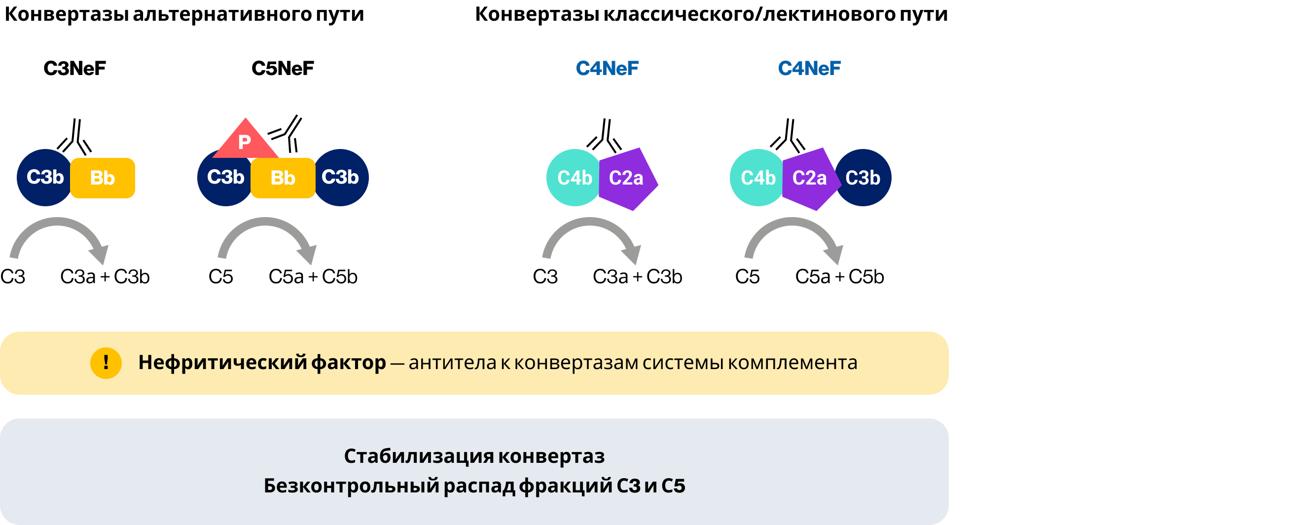 C-нефритические факторы C-нефритические факторы