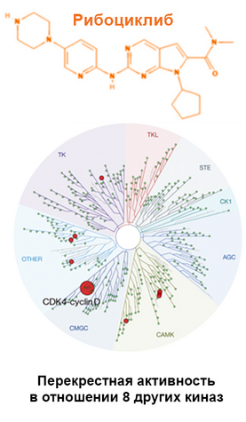 Молекулярные различия в структуре ингибиторов CDK4/6 косвенно влияют на результаты применения при рРМЖ