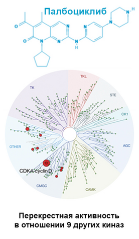 Молекулярные различия в структуре ингибиторов CDK4/6 косвенно влияют на результаты применения при рРМЖ