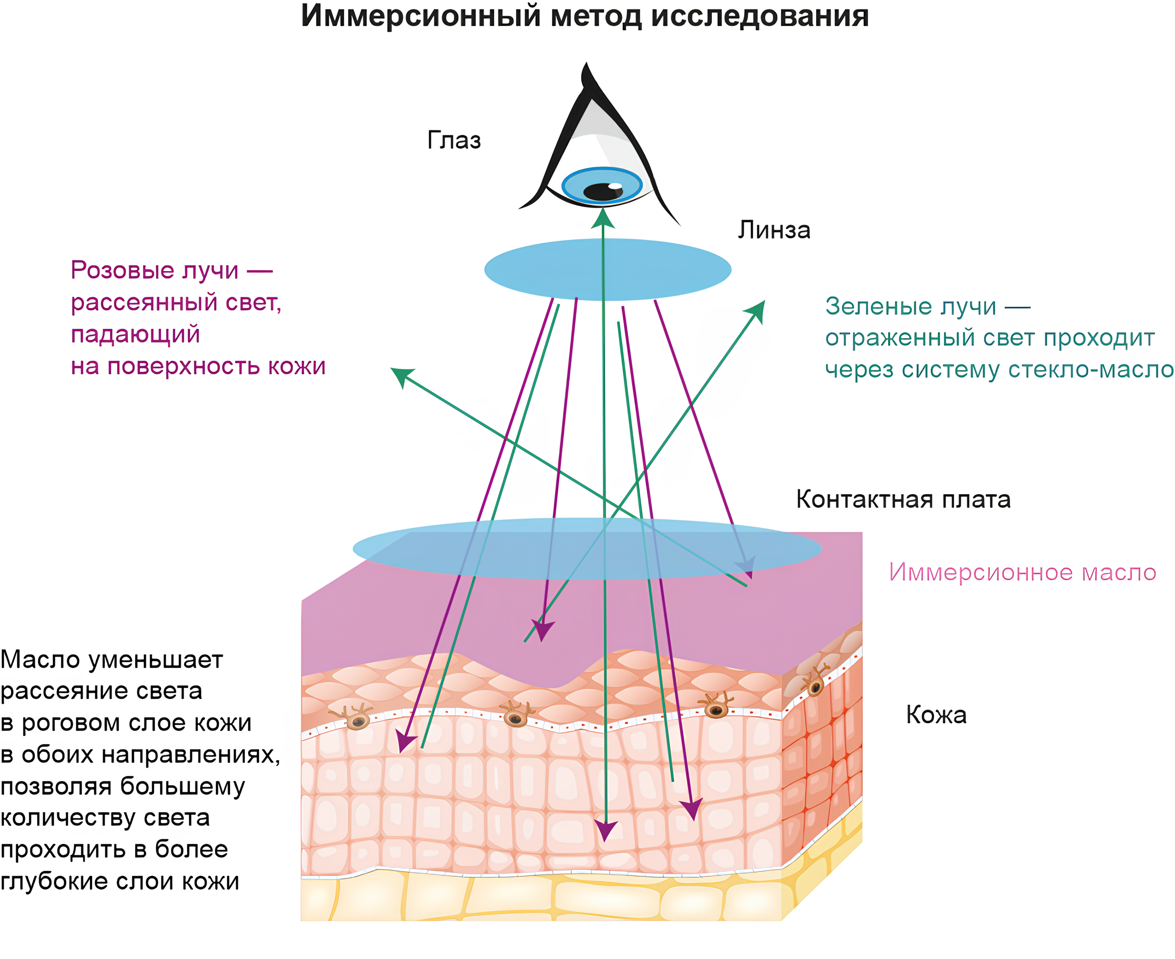 Иммерсионный метод исследования Иммерсионный метод исследования