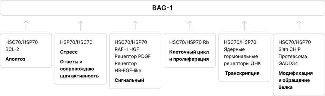 Часть 3. Что чаще всего понимают под HER2-enriched и что на самом деле представляет из себя данный подтип рака молочной железы Рис 2.