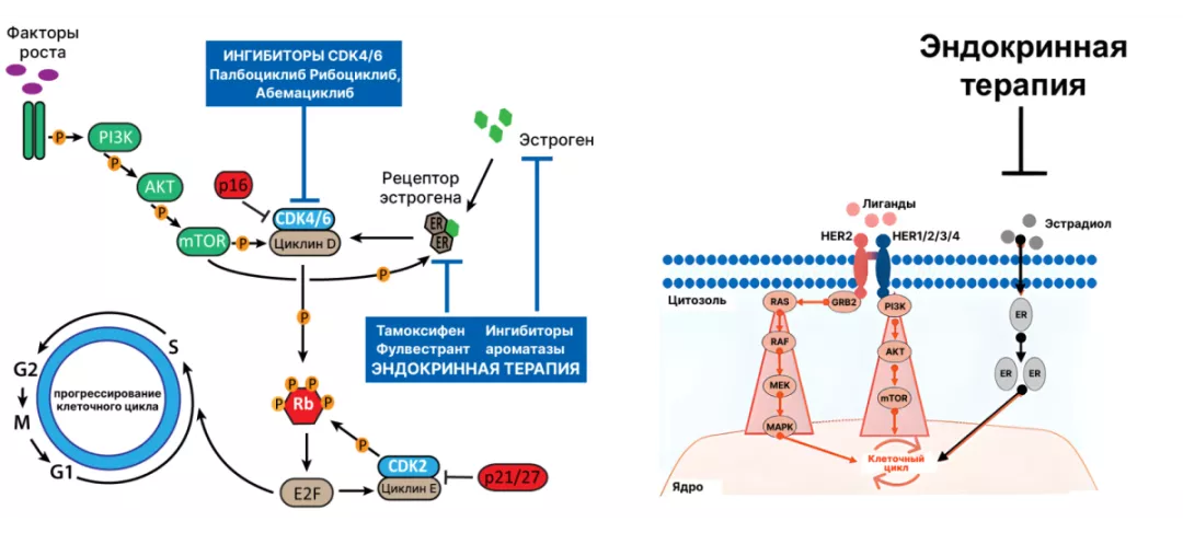 Часть 3. Что чаще всего понимают под HER2-enriched и что на самом деле представляет из себя данный подтип рака молочной железы Рис 4.