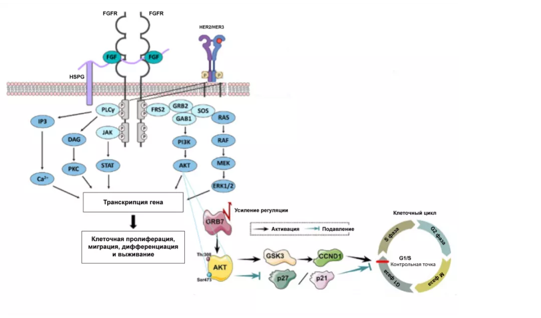 Терапевтические возможности при HER2-enriched-раке молочной железы: роль CDK4/6-ингибиторов Рис.1