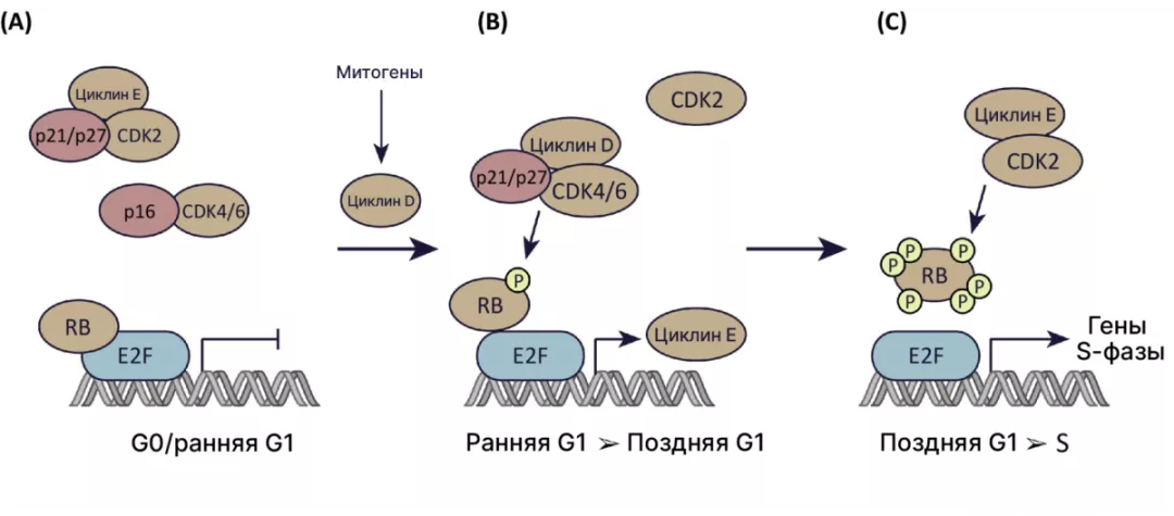 Часть 4. Терапевтические возможности при HER2-enriched-раке молочной железы: роль CDK4/6-ингибиторов Рис 2.
