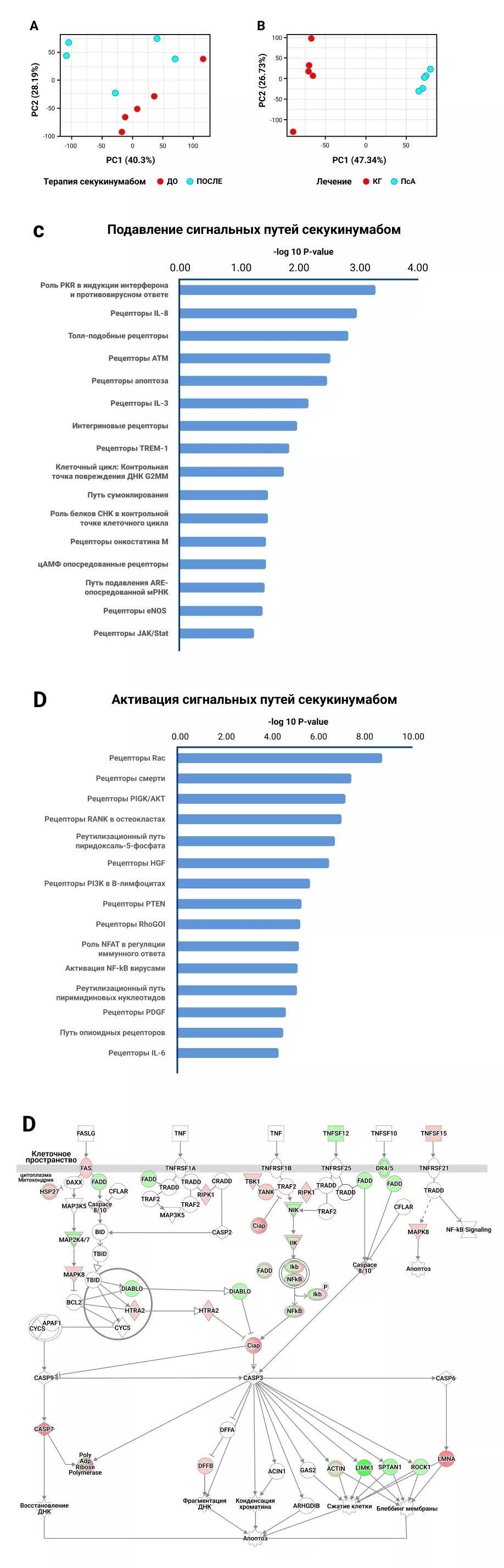 Анализ данных транскриптома нейтрофилов при ПсА (n = 5 до и через 12 недель после применения секукинумаба) и нейтрофилов здоровых людей из контрольной группы (n = 5). (A) Разделение транскриптомов нейтрофилов ПсА до и после терапии секукинумабом с использованием PCA. (B) Сигнальные пути подавляются секукинумабом (прогноз IPA). (C) Разделение транскриптомов нейтрофилов при ПсА и у здоровых людей из контрольной группы с использованием PCA. (D) Активация сигнальных путей в нейтрофилах ПсА (предсказание IPA). (