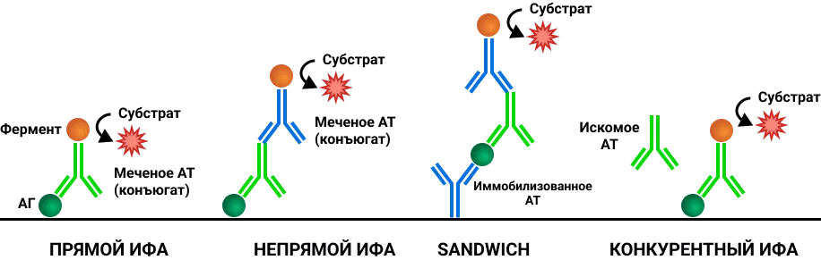 Виды иммуноферментного анализа