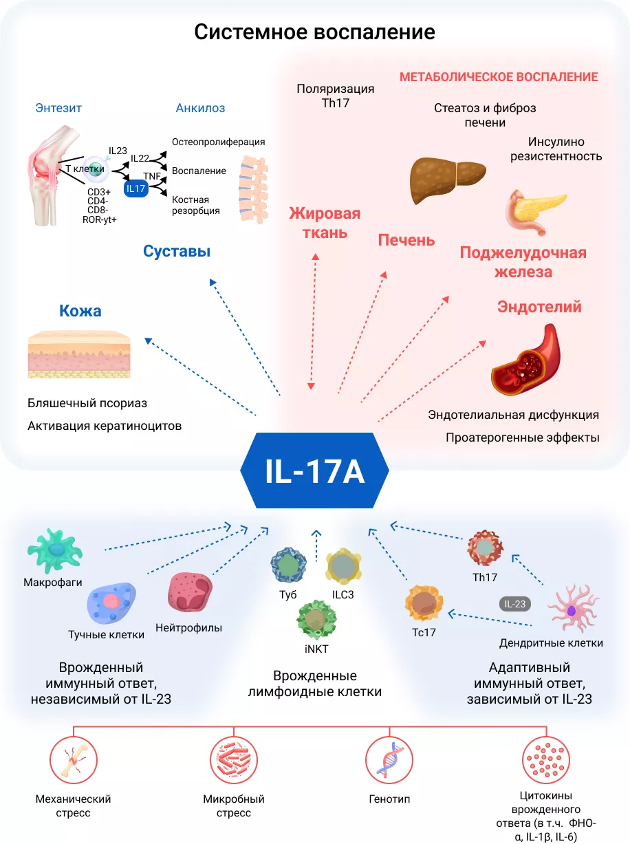 Ключевая роль интерлейкина (IL)-17A в скелетно-мышечных и метаболических проявлениях системного воспаления