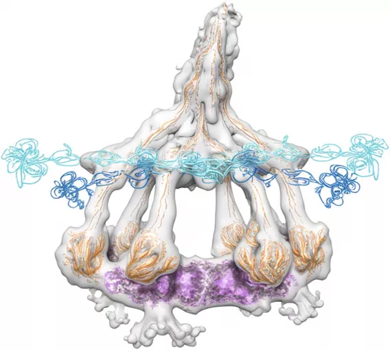 Комплемент C1 в комплексе с антителом IgG1