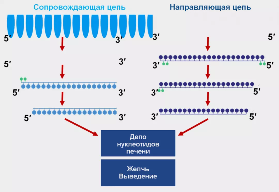 Метаболизм инклизирана