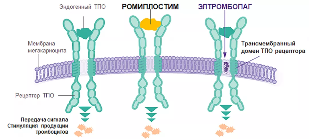Механизм действия ТПО-миметиков
