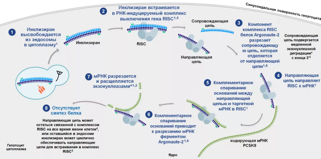 Механизм действия инклизирана 2