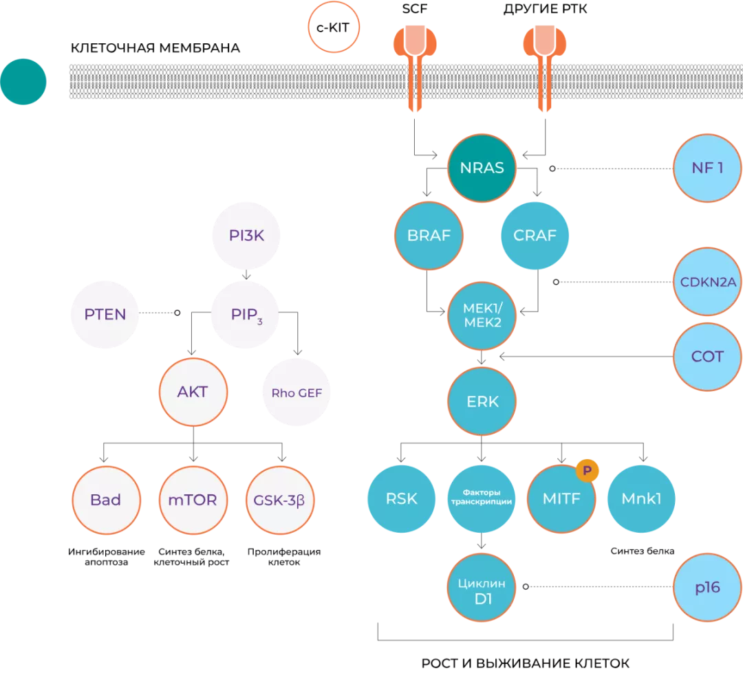 Обоснование выбора сигнального пути MAPK в качестве мишени при лечении рака