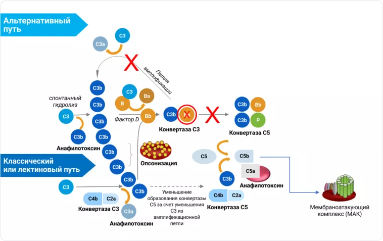 Перспективные методы лечения C3ГП и блокирование активации комплемента
