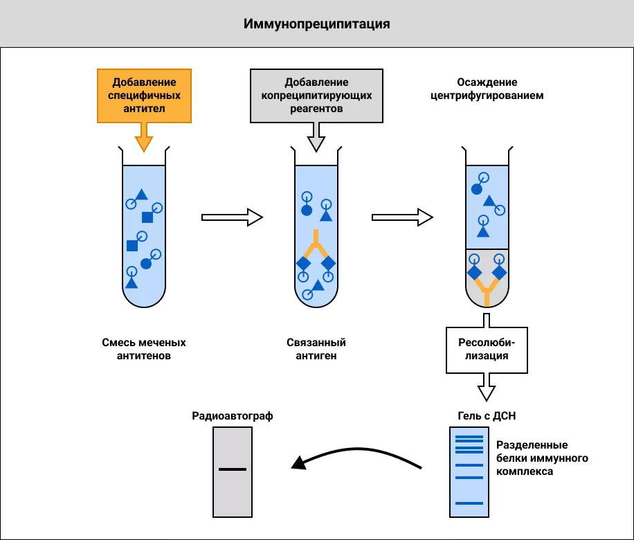 Реакция иммунопреципитации