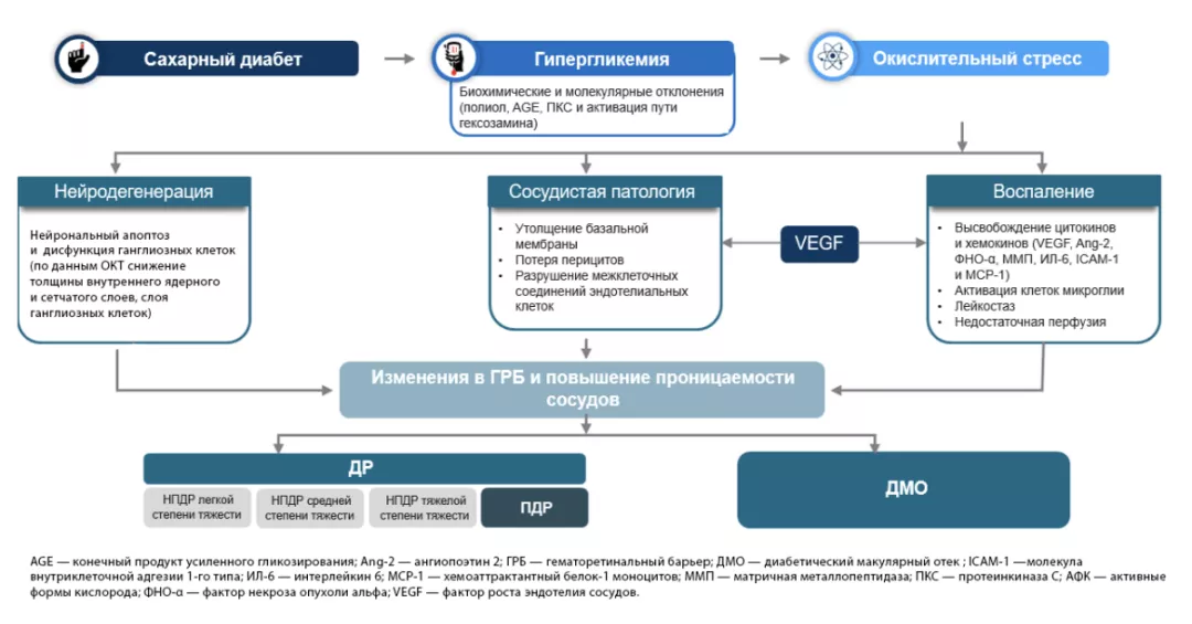 Рисунок 1. Организменные и клеточные изменения в патофизиологии ДР