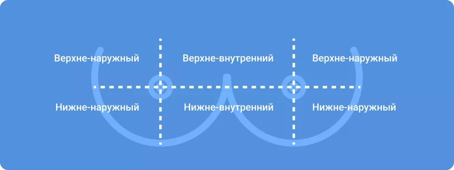 Строение молочных желез