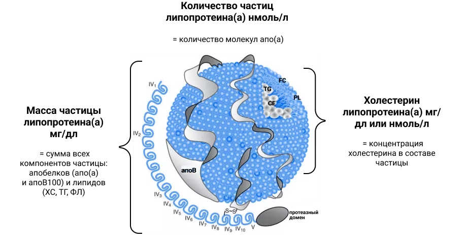 Уровни липопротеина(а) могут быть определены в нмоль/л или мг/дл