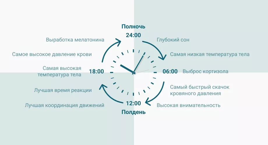 Циркадные ритмы