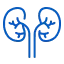 kidneys-icon