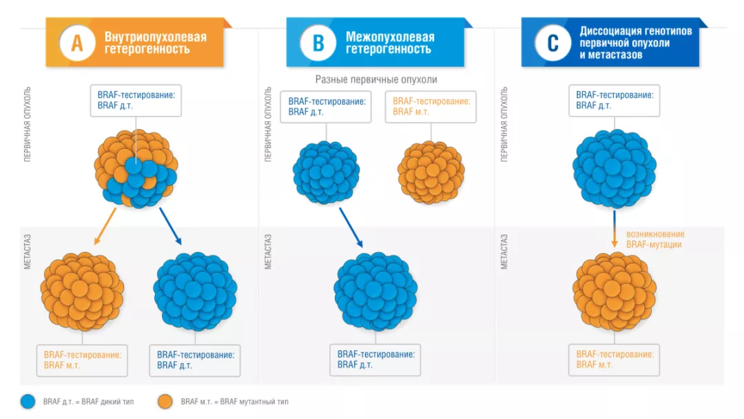 Варианты возникновения различий в BRAF-статусе первичного очага и метастаза: внутриопухолевая гетерогенность (A), межопухолевая гетерогенность (B) и диссоциация генотипов первичной опухоли и метастазов (C) [1]