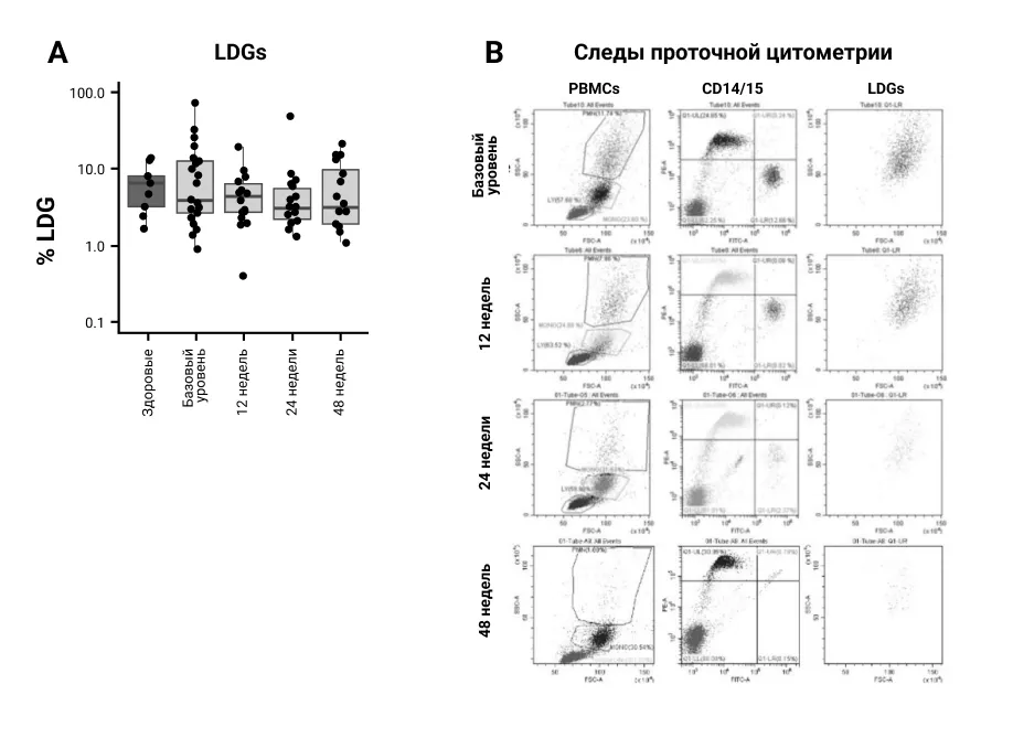 LDG в крови больных Пс А. Пробы крови брали при указанных визитах у каждого пациента или здорового человека из контрольной группы (n=16 и n=10 соответственно). Слой PBMC градиента плотности Ficoll-Paque удаляли и промывали, а клетки окрашивали на CD14/CD15 и анализировали с помощью проточной цитометрии. Клетки, измеренные у нейтрофильных ворот, были названы LDG и подтверждены двойным окрашиванием как CD15high/CD14low. (A) Средние значения LDG, измеренные в крови здоровых людей (КГ) и пациентов в указанные м