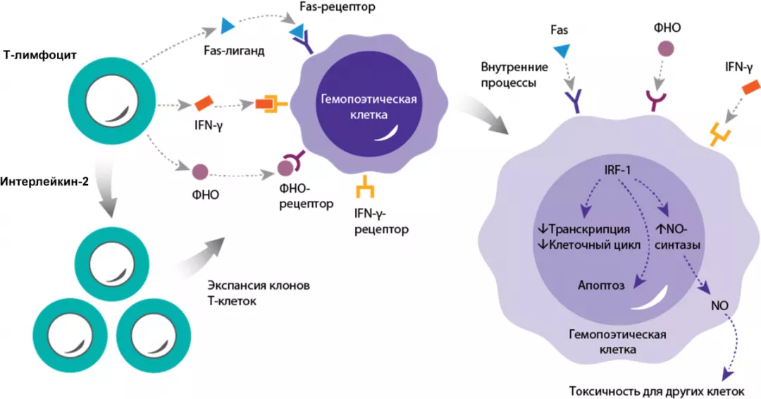 Апластическая анемия (ТАА) возникает в результате иммуноопосредованного разрушения костного мозга