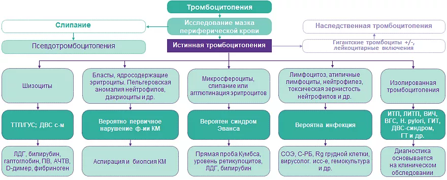 Алгоритм диагностики на основании мазка периферической крови