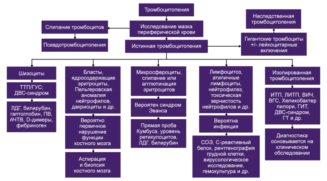 Алгоритм диагностики тромбоцитопении, основанный на исследовании мазка периферической крови