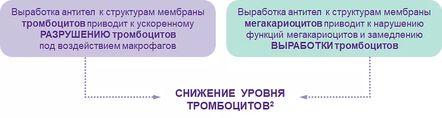 Идиопатическая тромбоцитопеническая пурпура — патогенез