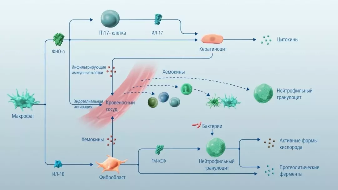 Иммунологические механизмы при суппуративном гидрадените Иммунологические механизмы при суппуративном гидрадените