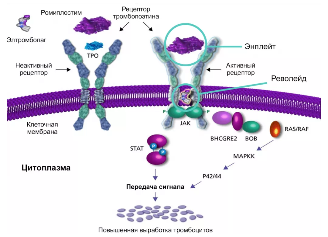 Механизм действия ТПО-миметиков
