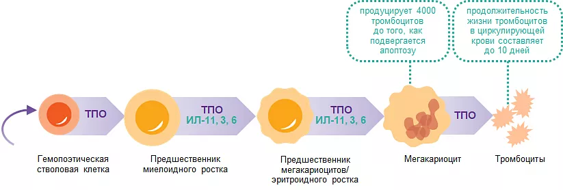 Продукция тромбоцитов