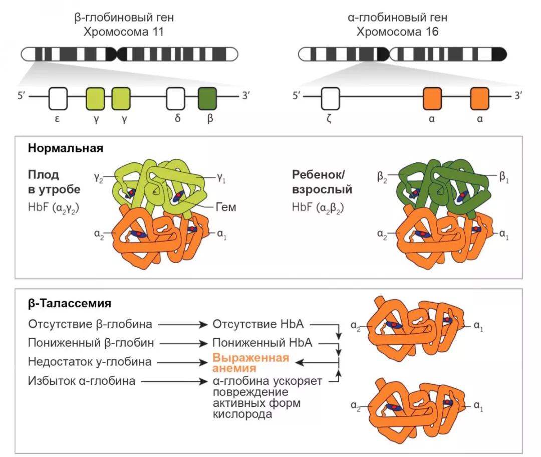 Рисунок 2. Глобиновые гены и их дисфункция при β-талассемии