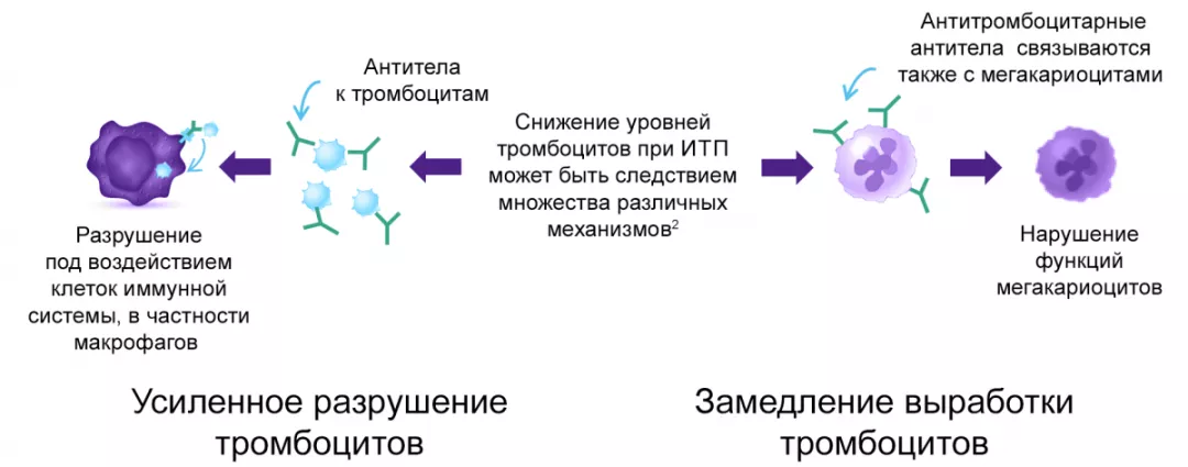 Усиленное разрушение тромбоцитов