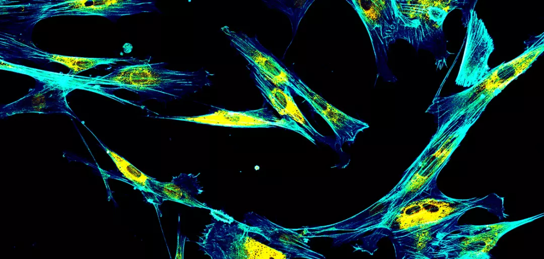Какой метод исследования биоптатов почки является более информативным