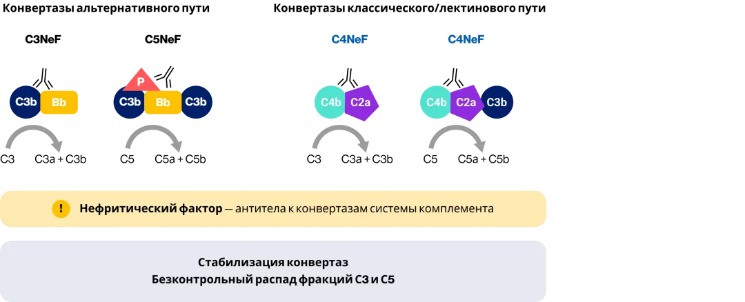 C-нефритические факторы