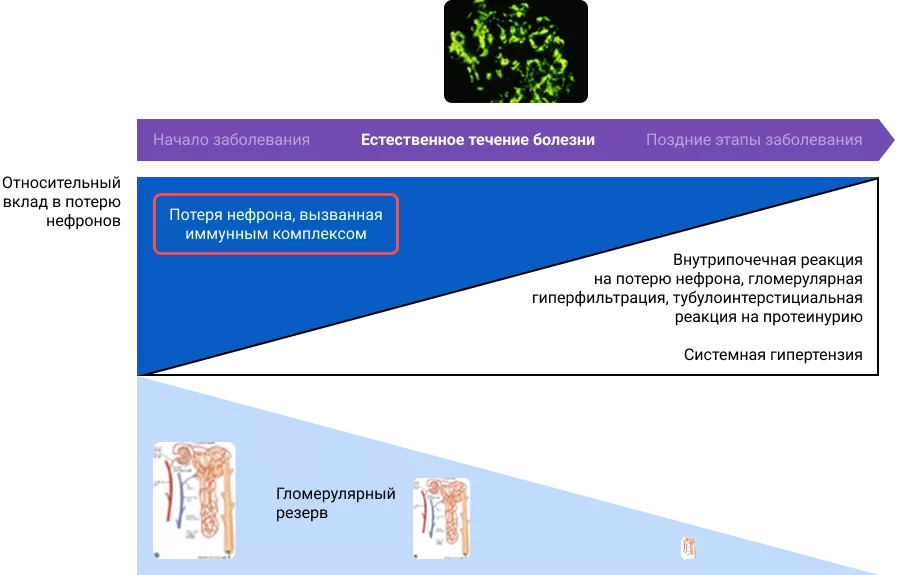 Естественное течение болезни