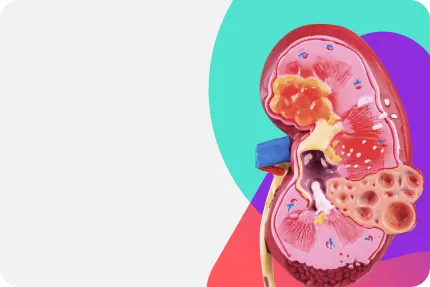 Нефрология