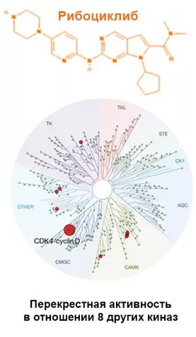 Молекулярные различия в структуре ингибиторов CDK4/6 косвенно влияют на результаты применения при рРМЖ