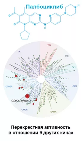 Молекулярные различия в структуре ингибиторов CDK4/6 косвенно влияют на результаты применения при рРМЖ