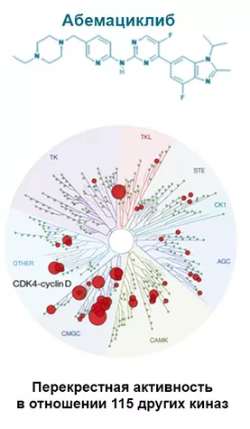 Молекулярные различия в структуре ингибиторов CDK4/6 косвенно влияют на результаты применения при рРМЖ