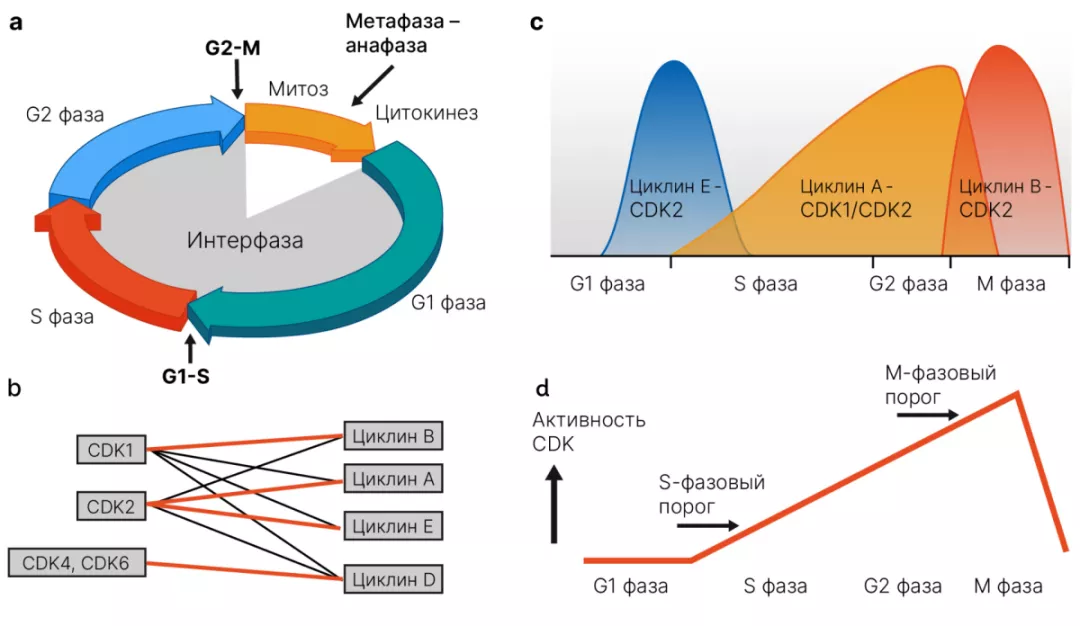 Что чаще всего понимают под HER2-enriched и что на самом деле представляет из себя данный подтип рака молочной железы