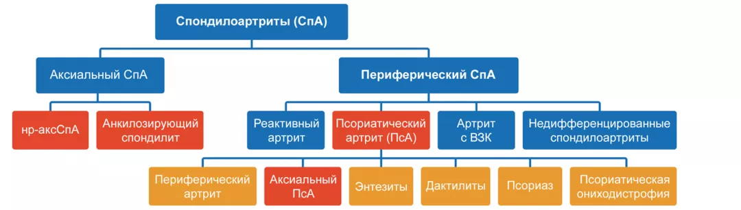 Современная концепция спондилоартритов