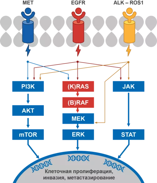 Рисунок 2. Метод секвенирования нового поколения