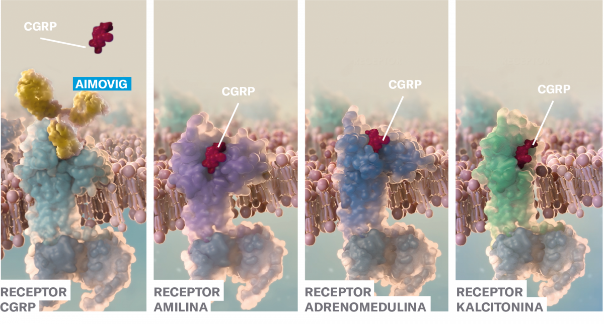 receptor_cgrp.png receptor_cgrp.png