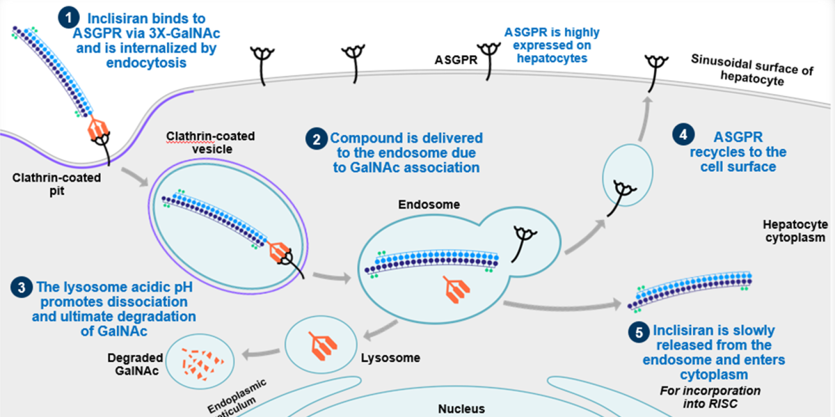 inklisiran11 inklisiran11