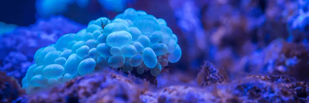 BioHacking: Vücudumuzun Sınırlarını Yeniden Tanımlamak